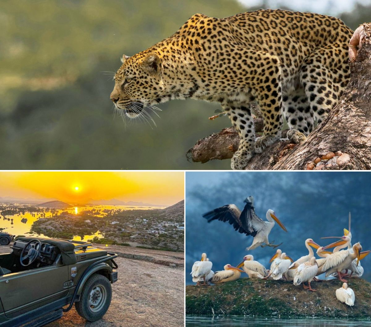 Jawai Safari About
